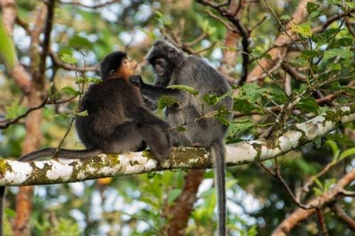 Con người chính là nguyên nhân khiến cho loài khỉ lai bí ẩn' xuất hiện ở đảo Borneo?