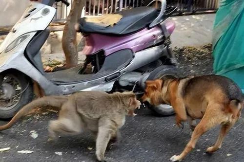 Chiến tranh giữa các loài vật còn bi thảm hơn nhiều so với tưởng tượng của con người