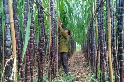 Ấn Độ xem xét cấm xuất khẩu đường, thêm triển vọng sáng cho doanh nghiệp mía đường