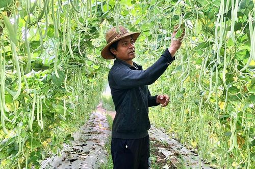 Chuyển đổi cây trồng để nâng cao hiệu quả sản xuất