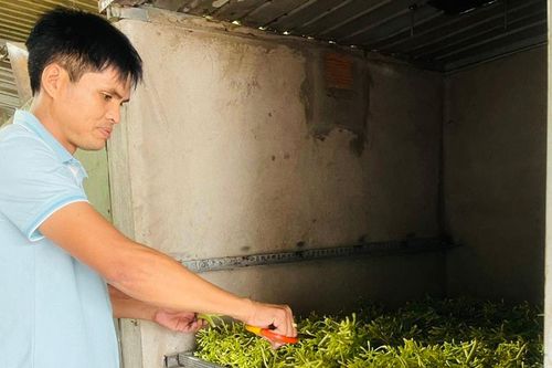 Phú Thiện xây dựng thương hiệu sản phẩm dược liệu sấy khô