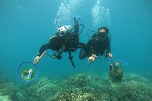 Bảo tồn, phát huy bền vững giá trị vịnh Nha Trang Kỳ 2: Gian nan phục hồi rạn san hô