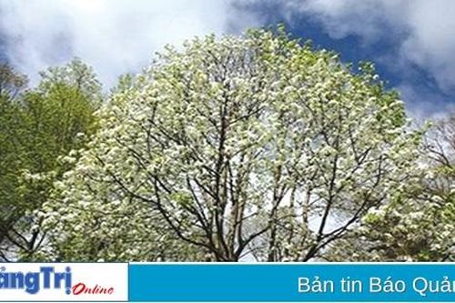 Dưới bóng cây Sinh tồn