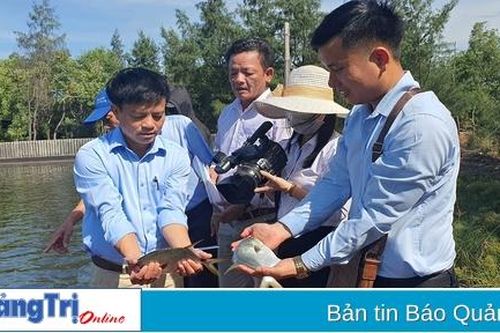 Nuôi thành công cá chim vây vàng trong ao
