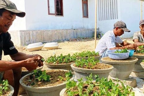 'Khởi động' vụ hoa tết