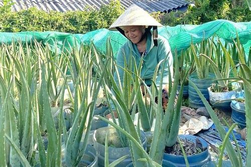 Ổn định kinh tế nhờ trồng cây nha đam