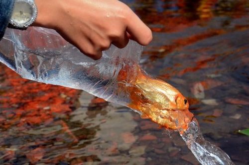 Để việc phóng sinh thể hiện lòng từ bi đúng nghĩa