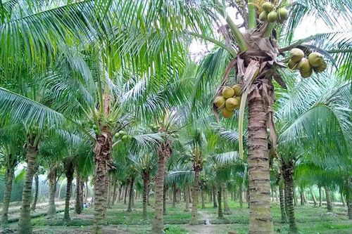 Mở rộng thị trường xuất khẩu, giá dừa trên đà tăng cao