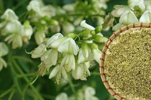 Bài thuốc nam giúp cầm máu, trị các chứng xuất huyết