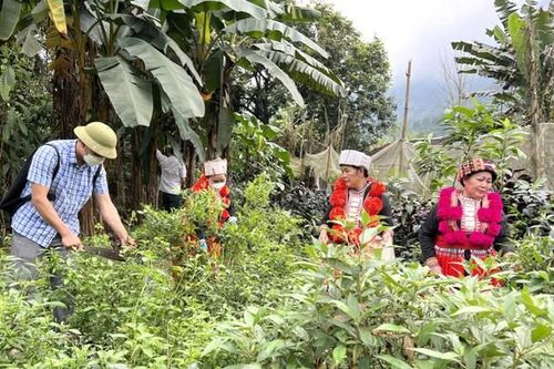 Bộ Y tế hướng dẫn triển khai nội dung đầu tư, hỗ trợ phát triển vùng trồng dược liệu quý