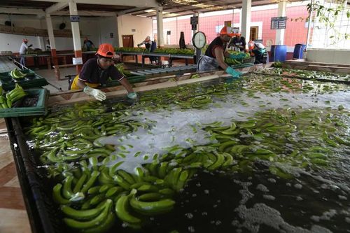Ecuador: Tội phạm buôn bán ma túy 'núp bóng' ngành xuất khẩu chuối