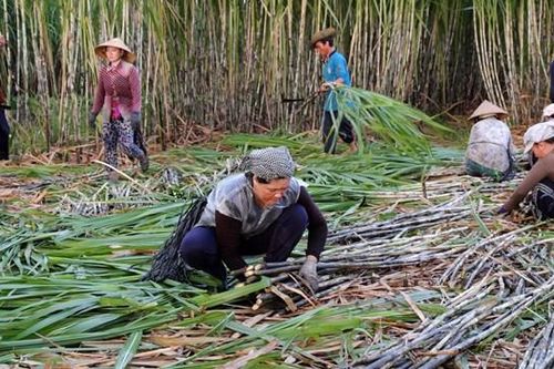 Giá đường tăng, nguy cơ găm hàng đẩy giá
