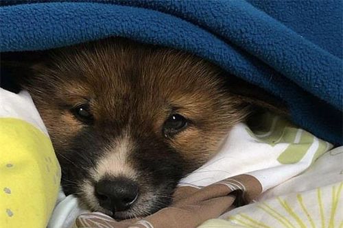 Thú dễ thương xuất hiện sau nhà, chuyên gia lập tức khuyên: 'Đừng giữ lại!'