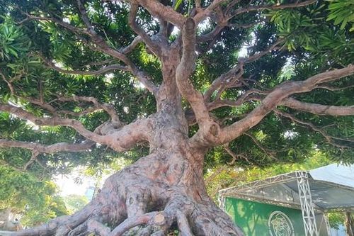Ngắm loài cây 'tứ quý' khiến đại gia chi tiền tỷ săn lùng
