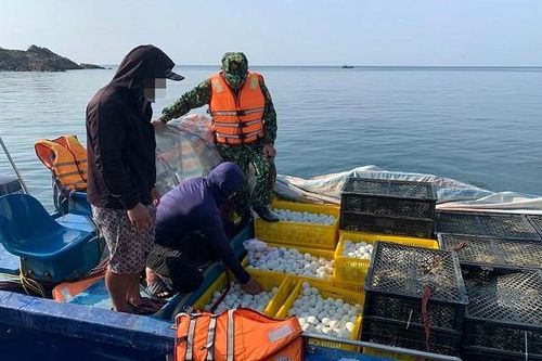 Phát hiện vụ vận chuyển gần 20 nghìn con gà giống, trứng vịt lộn đang vận chuyển trên biển