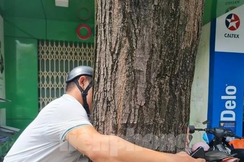 Cây sao đen vừa vòng tay ôm ở trung tâm TP Quảng Ngãi chết khô nghi bị đầu độc