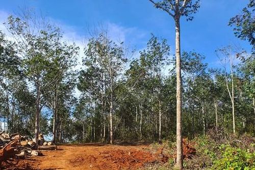 Nguyên giám đốc và người thân được cấp 'sổ đỏ' trên đất lâm nghiệp
