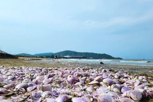 Người dân đổ xô ra biển Cửa Lò vớt 'lộc biển'