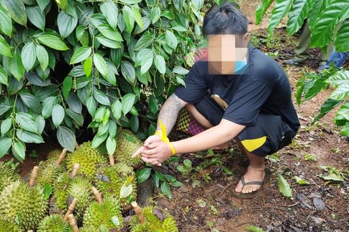 Bắt 3 đối tượng trộm hơn 200 kg sầu riêng ở Đắk Nông