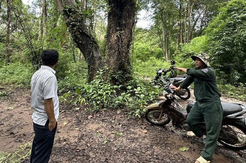 'Nhường chỗ' cho hồ chứa nước Ka Pét, rừng được khai thác và trồng mới thế nào?