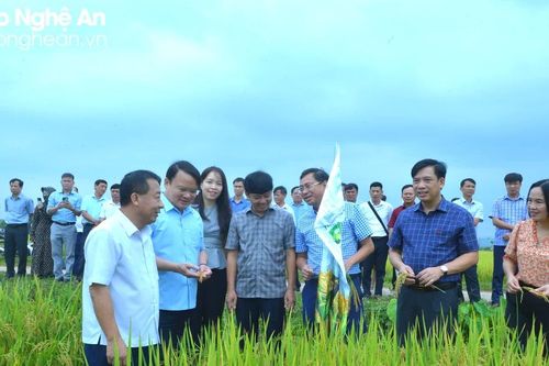 Hội thảo Sử dụng phân bón hữu cơ trên cây lúa và cây chè