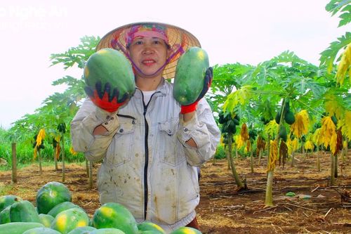 Đu đủ Thái Hòa không đủ hàng để bán