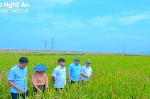 Phó Chủ tịch UBND tỉnh kiểm tra tình hình thu hoạch lúa hè thu tại các địa phương