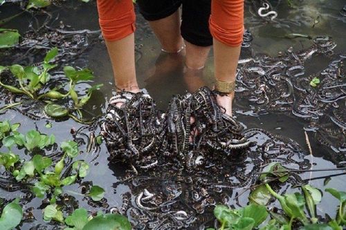 Cô gái trẻ thu lãi đến 800 triệu đồng/năm nhờ nuôi loài vật này