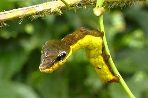 Ngã ngửa với sinh vật 'rắn lai sâu' - Ví dụ cho thấy mọi thứ trên đời này có thể đi từ kỳ thú đến đáng sợ trong 1 nốt nhạc