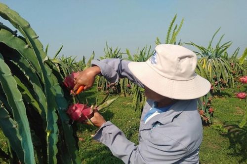 Xuất khẩu thanh long sang thị trường Anh vẫn theo quy định hiện hành