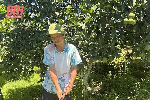 Áp dụng tưới tiết kiệm nước, giải pháp giảm chi phí, nâng cao giá trị sản xuất