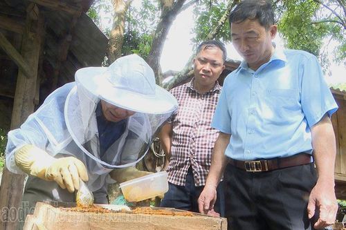 Làm giàu từ nuôi ong lấy mật