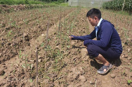 Khôi phục sản xuất nông nghiệp sau mưa lũ