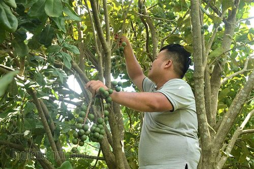 Mùa mắc ca thành công ở Tuần Giáo