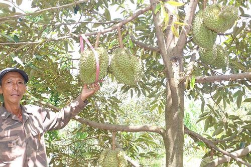 Tái cơ cấu ngành nông nghiệp: Thực chất, hiệu quả