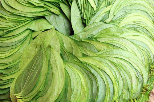 Tác dụng trị bệnh của lá trầu không