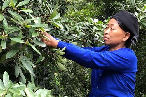Bình Gia: Hiệu quả từ ứng dụng kỹ thuật chăm sóc cây hồi