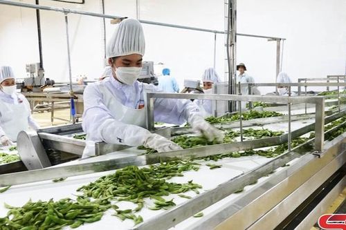 Phát triển hợp tác, liên kết trong sản xuất, tiêu thụ nông sản