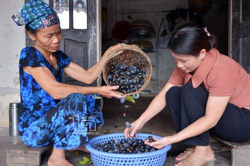 Bảo tồn và phát huy giá trị quả trám đen Hà Châu