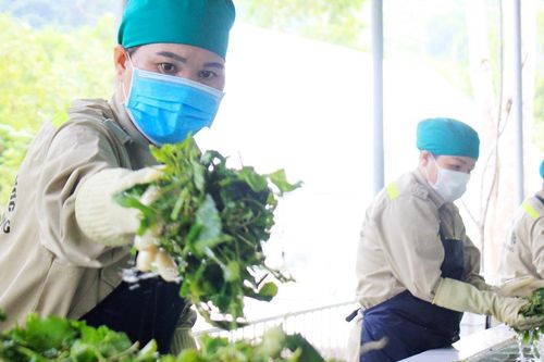 Khuyến công Nghệ An: Giúp nâng cao giá trị sản phẩm từ cây dược liệu