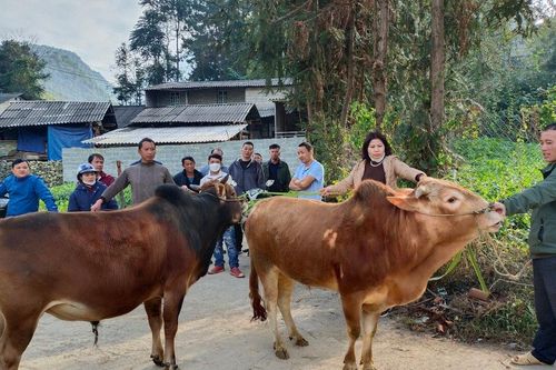 Mèo Vạc phát triển đàn bò hàng hóa