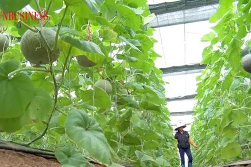 'Nghĩ khác, làm khác' giúp nông dân ở Hà Nam ngày càng giàu lên
