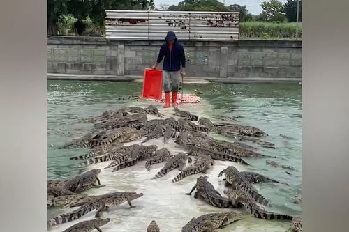 Người đàn ông hiên ngang vào giữa đàn cá sấu cung cấp thức ăn