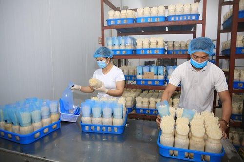 Ứng dụng công nghệ cao vào nông nghiệp: Gỡ vướng bằng nhiều giải pháp