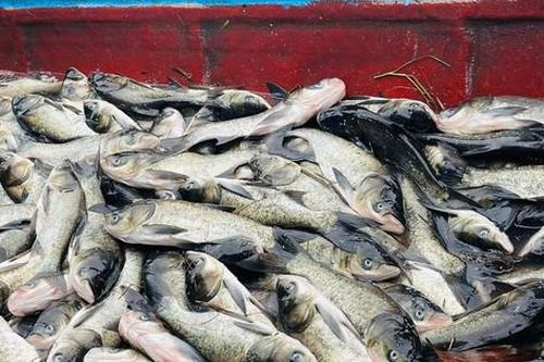 10 tấn cá nuôi chết nổi trắng hồ ở Quảng Trị