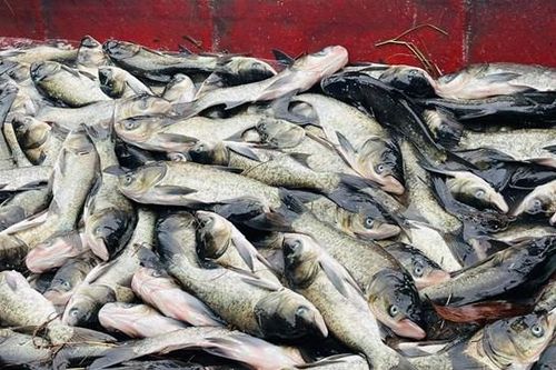 Quảng Trị: Gần 10 tấn cá nuôi bị chết, nghi nước nhiễm mặn