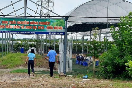 Về An Thượng thưởng thức nho tươi…