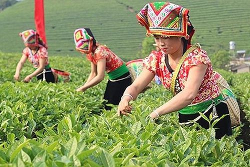 Quy định mới về hỗ trợ đất sản xuất cho hộ đồng bào dân tộc thiểu số nghèo