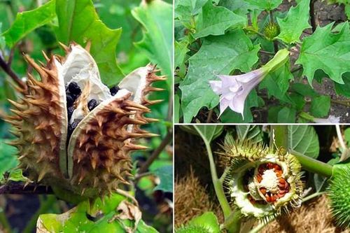 Đề xuất Danh mục dược liệu độc làm thuốc