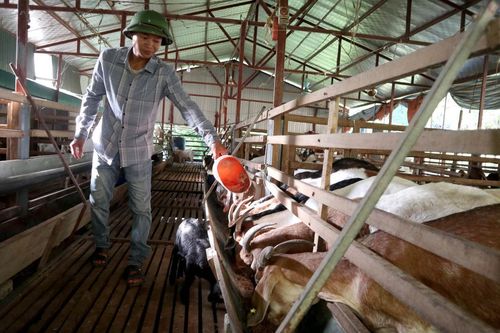 Thanh niên 9X nuôi khát vọng làm giàu trên mảnh đất quê hương